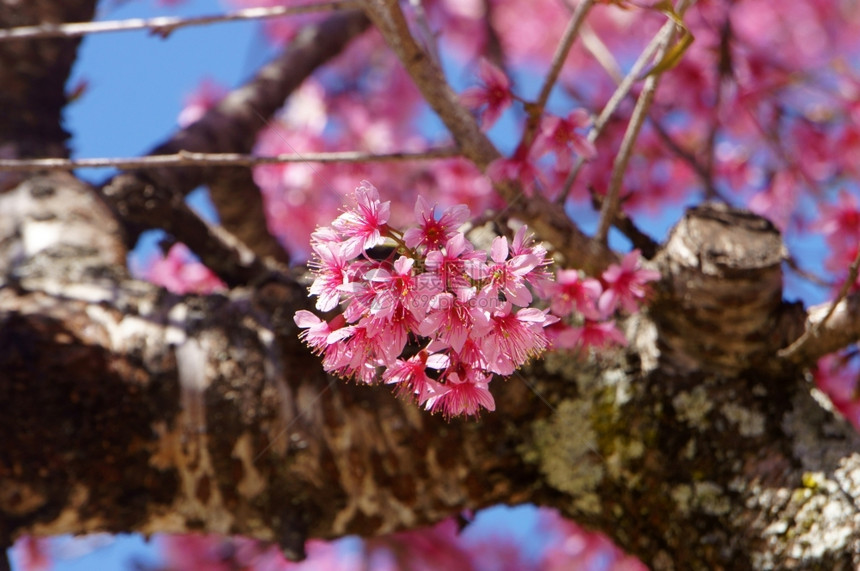 纬度春花美丽的天与樱花盛开在充满活力的粉红中樱花是特别的越南达拉春天开花神奇的老树漂亮景色直到天空创造抽象的背景古老印象图片