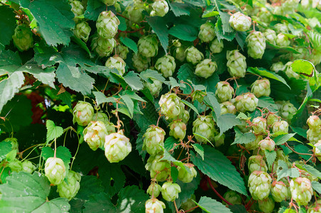 树苗的香水已经成熟灌木果实的灌木的啤酒厂植物图片