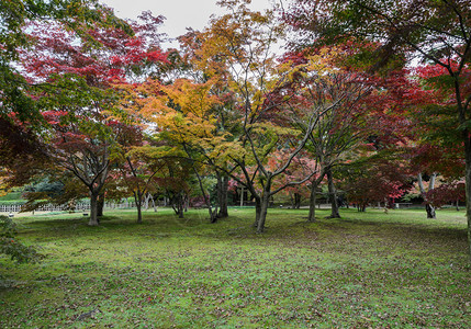 日本福山Korakuen花园的日本秋叶红木树美丽的天枫图片