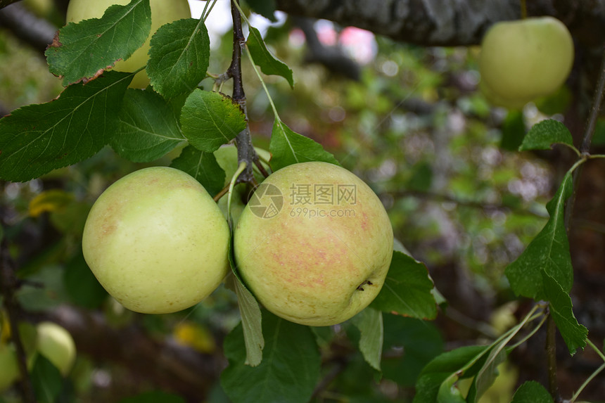 颜色健康甜点苹果树上挂着黄红色的成熟美味苹果图片