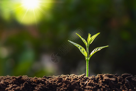 年轻的农场植物生长日光背景农业种子养苗成长步骤概念和新鲜的绿色图片