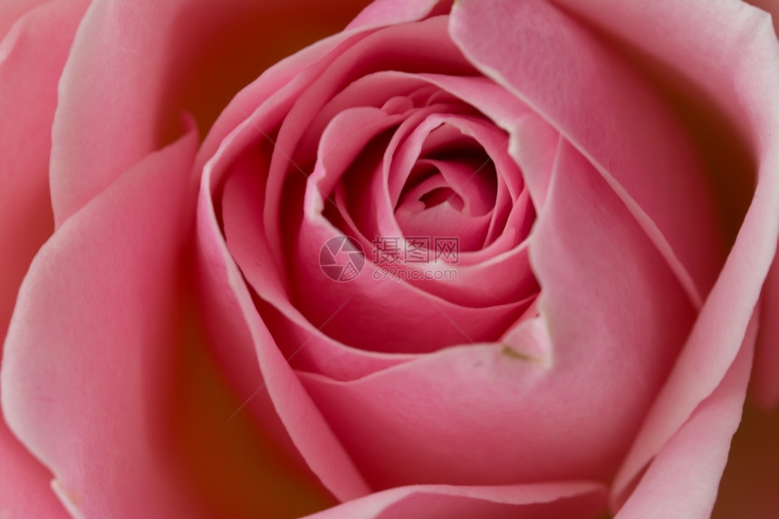 情人节粉红玫瑰紧贴芽颜色图片