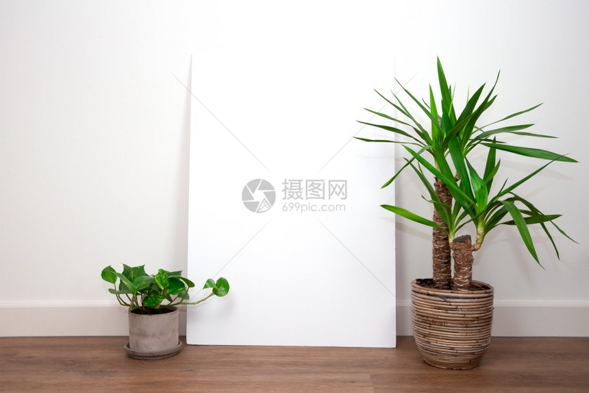 自然白色的屋现代内装白色墙在PVC地板上加绿色植物的白壁与色墙对面用空白的海报或文字回放空间框架来为文本更新内装白色墙用光电站地图片