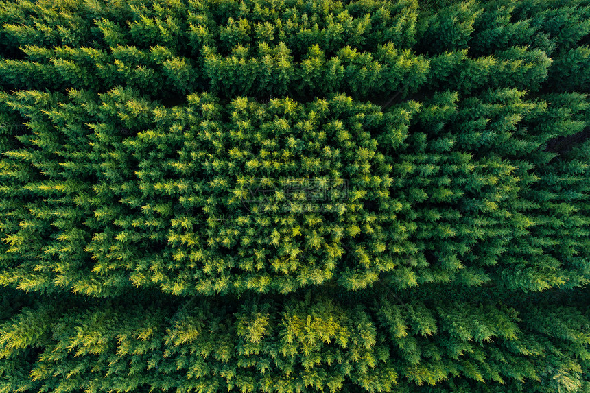 环境风景秋天绿色青毛松树丛生的花岗林种植园环景图片