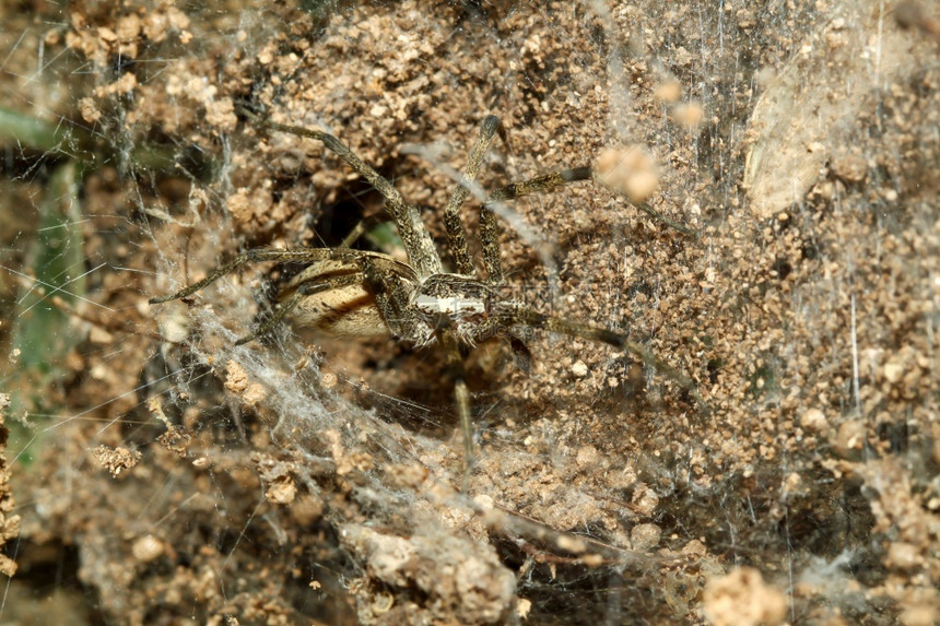 在自然泰国的沙洞中蜘蛛网上的紧闭内陆抽象的闪光图片