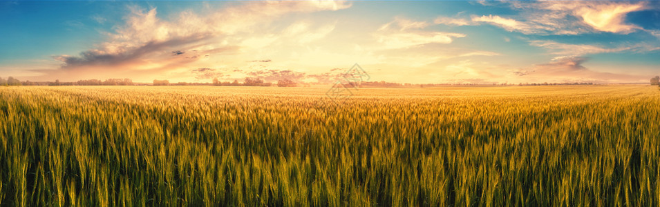 粮食日落时有小麦耳朵的田地夏季风景戏剧天空夕阳时有小麦耳朵季节自然图片