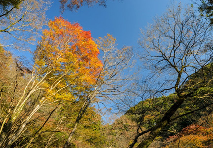 山最老的秋天日本大阪明oo或米诺公园日本大阪最古老的公园之一日本人图片
