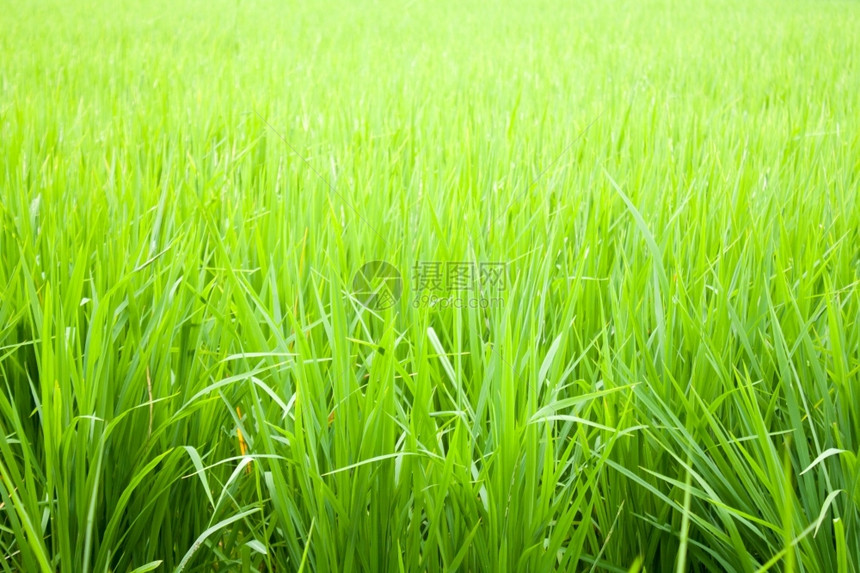 驾驶农村种植稻米的田地绿树苗垃圾摇滚图片