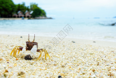 沙滩上的螃蟹图片