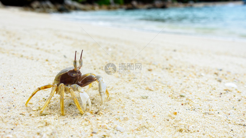 野生动物的美丽质风蟹幽灵螃或奥西波德山沙滩上关闭风蟹幽灵螃或Ocypode在夏季沙子上关闭泰国萨顿Tarutoo公园KohLip图片