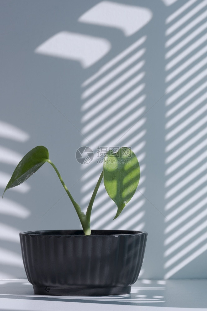 锅幼苗抽象的在垂直架子白桌黑花盆中生长的怪草植物其表面的抽象影子图案在垂直架上的白色桌图片