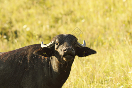 重的自然黑印度水牛肖像布巴勒斯利家用水牛鼻子国内的高清图片素材