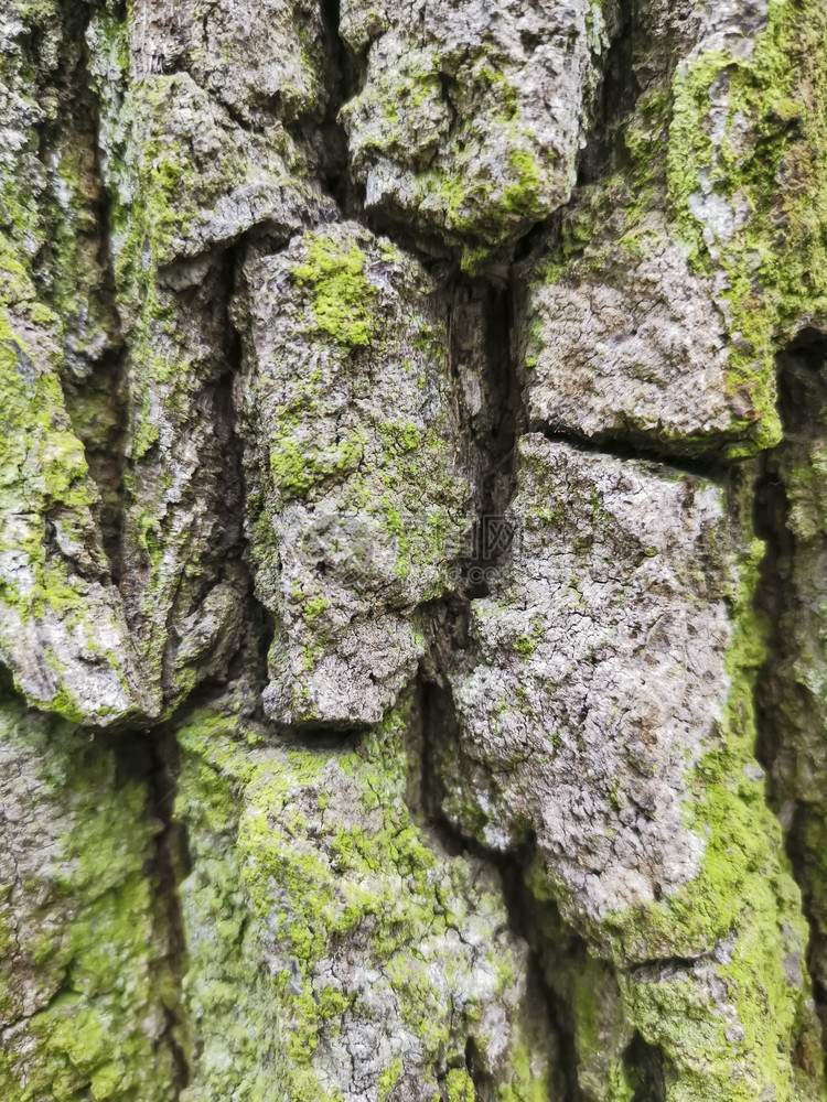 木板制的老化树皮关闭有绿苔草天然背景的木质橡图片