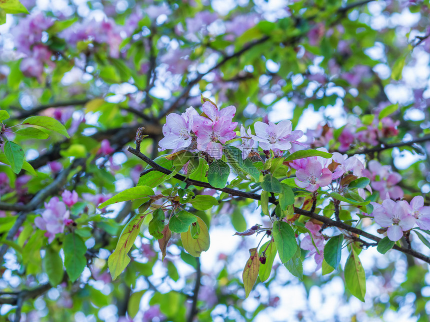 雌蕊园艺中鲜花果树在大自然背景上闪光苹果的特写花园季节图片