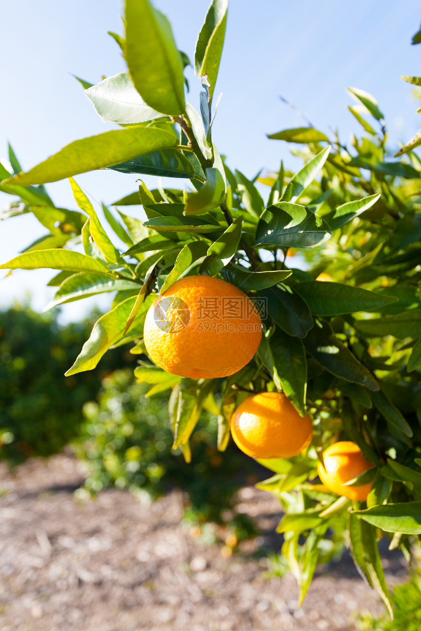晴天橙果价西班牙巴伦亚省典型的橙色树苗西班牙巴伦亚图片