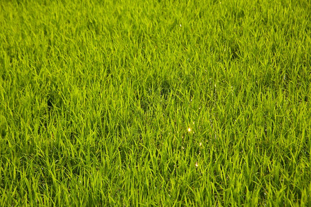 有机的食物稻田里有新鲜绿色的稻米是大谷物乡村图片
