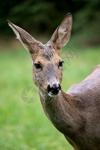 母鹿景观森林中的卡普雷奥勒斯角驯鹿可爱的图片