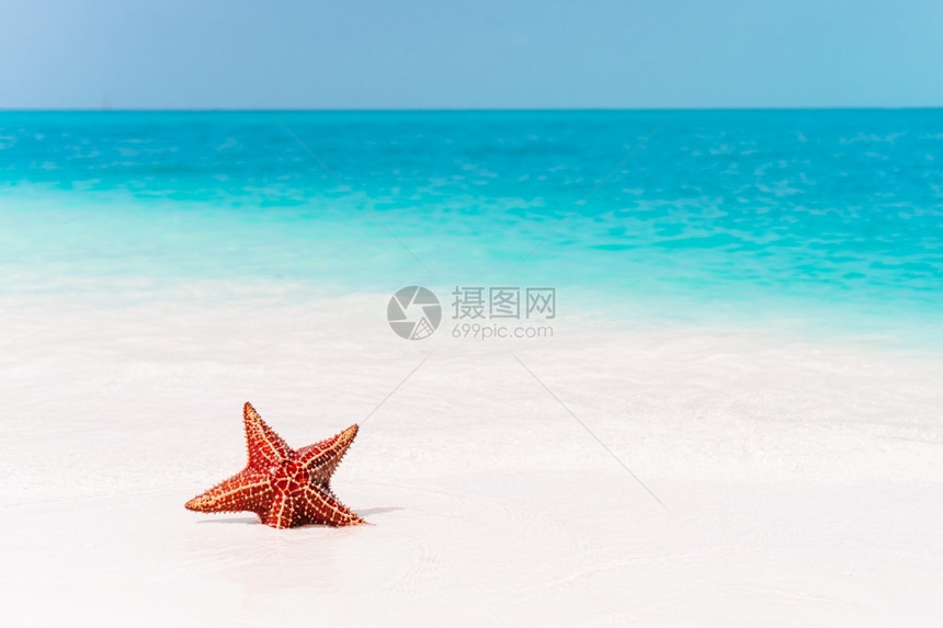 夏季海滩旁边的海星图片