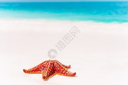 夏季红色海星夏季海滩旁边的海星背景