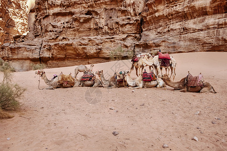 在约旦南部瓦迪鲁姆沙漠的一个峡谷悬崖下躺着一小群骆驼干旱在下面鞍图片