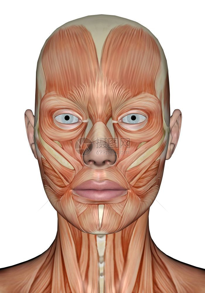 系统女在白色背景中被孤立的现实女头部肌肉的头部肌肉3D运动嘴图片