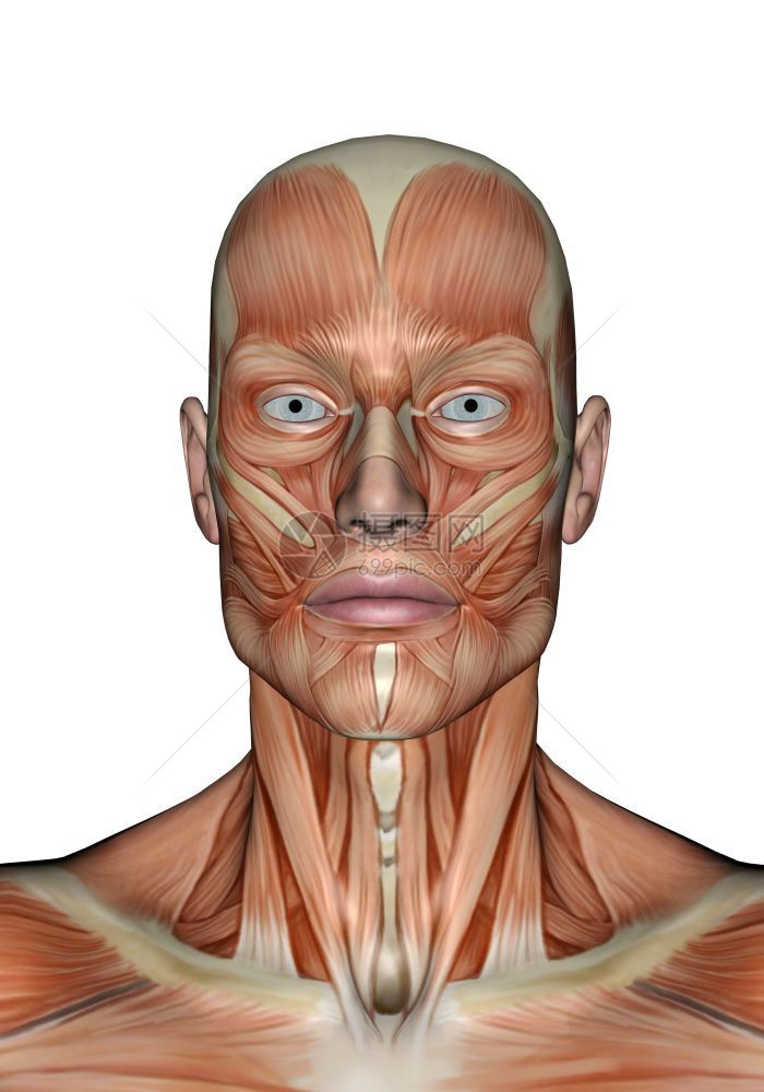 生物学使成为在白色背景中被孤立的人类现实主义头部肌肉人体的头部肌肉3D成人图片