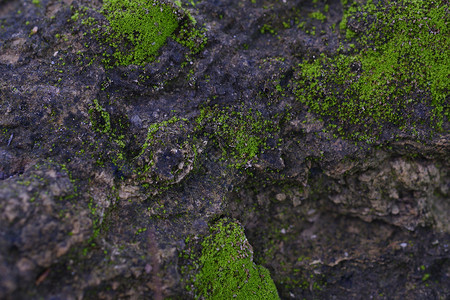 苔藓表面生长户外菌雨在岩石表面背景图像上生长的绿苔草质背景