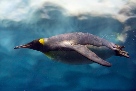 水族馆企鹅企鹅潜水背景