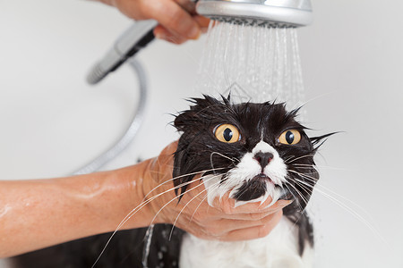 洗澡或淋浴给波斯种猫肥皂味的干净小猫受惊高清图片素材
