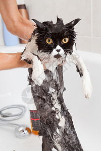 洗澡或淋浴给波斯种猫未受污染微不足道的肥皂味品种高清图片素材