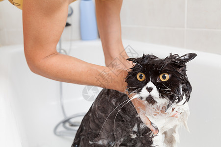 品种猫洗澡或淋浴给波斯种猫缸气泡高清图片素材