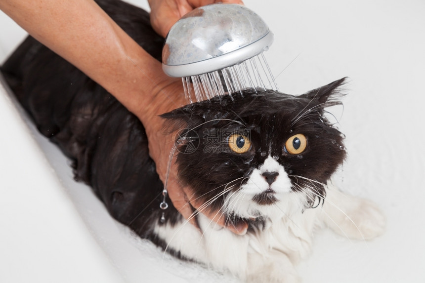 像猫一样未受污染洗澡或淋浴给波斯种猫气泡图片