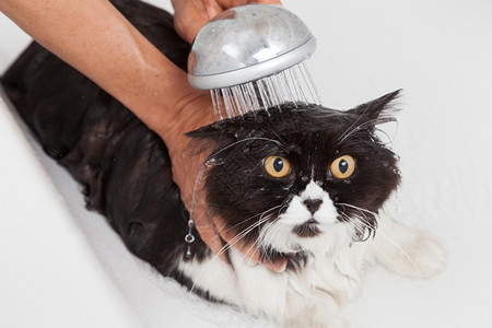 像猫一样未受污染洗澡或淋浴给波斯种猫气泡浴缸高清图片素材