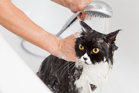 湿的洗澡或淋浴给波斯种猫小网泡沫高清图片素材