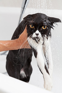干净的洗澡或淋浴给波斯种猫品看未受污染高清图片素材