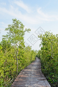 绿色穿过红树林的步行桥口亚洲老的图片