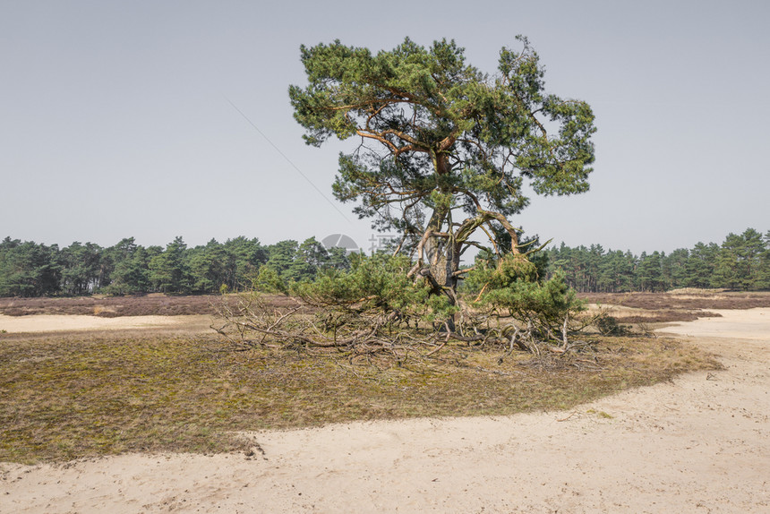植物天空水平的荷兰HogeVeluwe公园上的松树图片