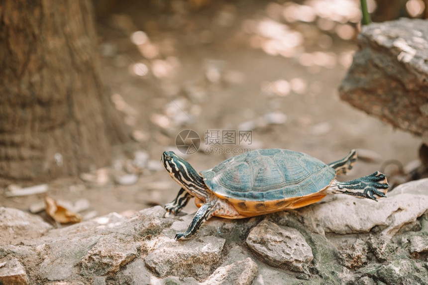 突变体白海龟在清水中游泳海龟从保留地的水中寻找海龟以观察保留地的水生活岛图片