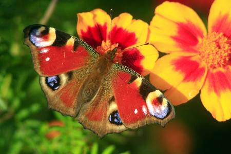 花园金盏上的孔雀眼蝴蝶美丽的金盏花上孔雀眼蝴蝶睛欧洲的图片