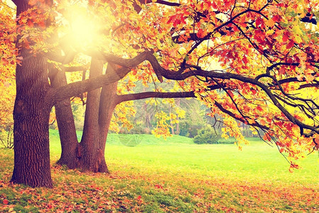 植物秋天的树木美丽棕色图片
