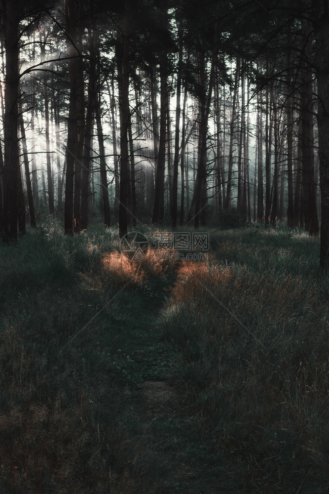 可选择的重点在黑暗松树林的木中照耀着阳光大气自然景观突出焦点有色模糊的维格尼特环境图片