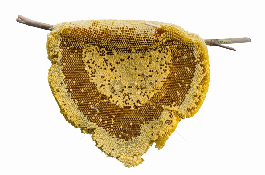 维他命满的自然甜蜜蜂在白色上隔离图片