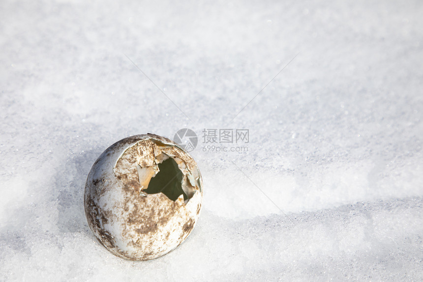 细节奇观白雪中弃置的空无一碗破碎企鹅蛋横冲直撞图片
