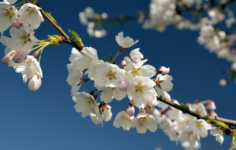 立陶宛维尔纽斯东方樱桃花园图四月柔软度季节图片