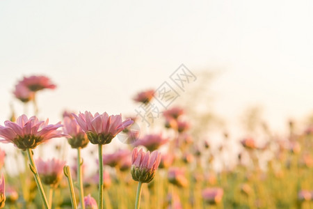 田里有粉红菊花阳光闪耀着火和温暖的浓香布基背景新鲜的丰富多彩紫色背景图片