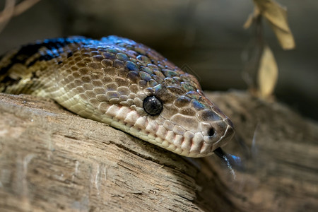 古巴波阿普世威古迹这条蛇濒临灭绝装饰品肖像爬行动物眼睛高清图片素材
