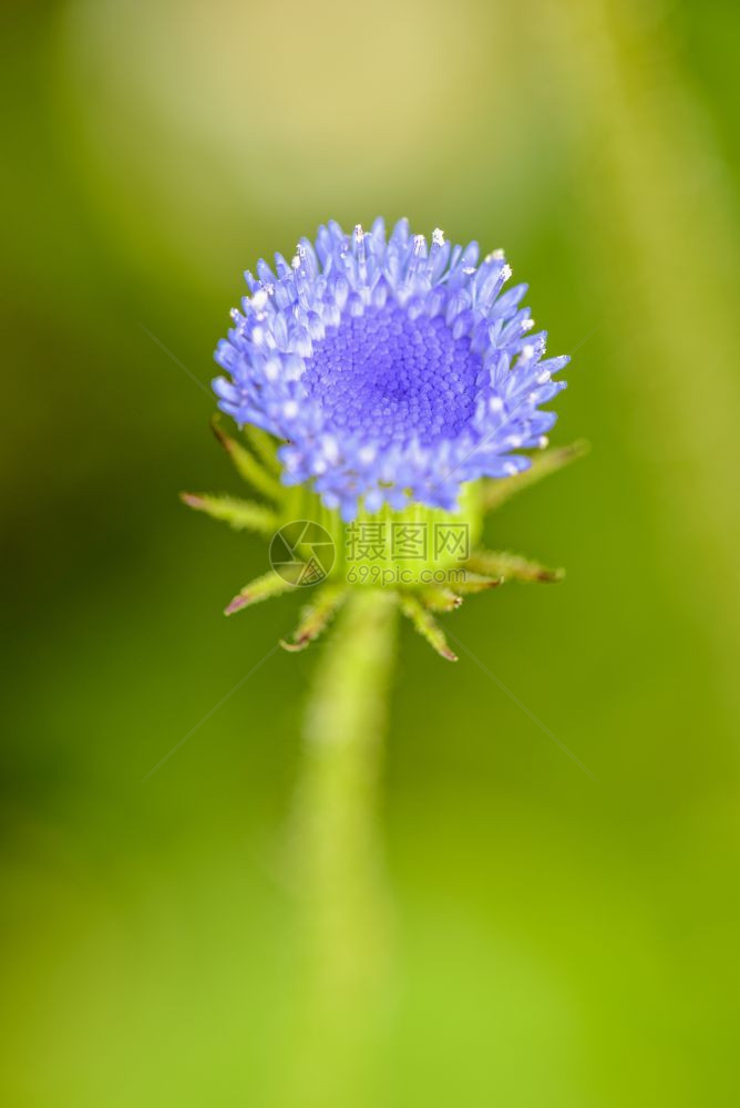 小型的明亮蓝色花瓣正在盛开的一朵小花绿色模糊背景的草地上杂是一片绿色鲜花的种子开图片