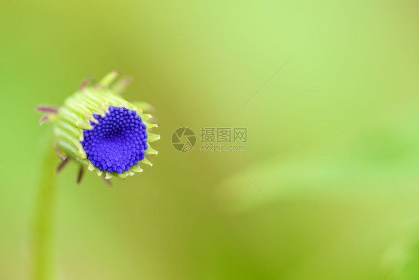 蓝色花瓣的小型朵绿色模糊背景的草原上杂在绿色深蓝的草地上美丽绽放萌芽图片