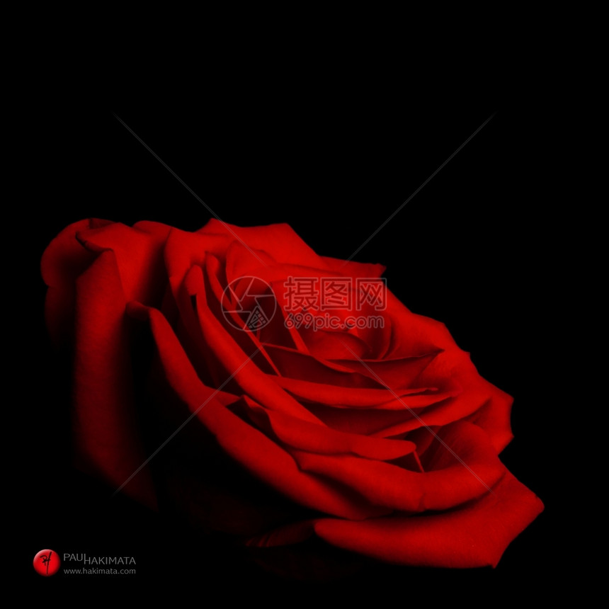 复杂的树叶美丽红玫瑰花朵上面有一层的花瓣类似爱情和伟大的礼物为华伦人节孤立无援天图片