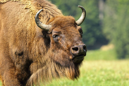 棕色的明智BisonGoodsus的欧洲一双野生动物强的高清图片素材